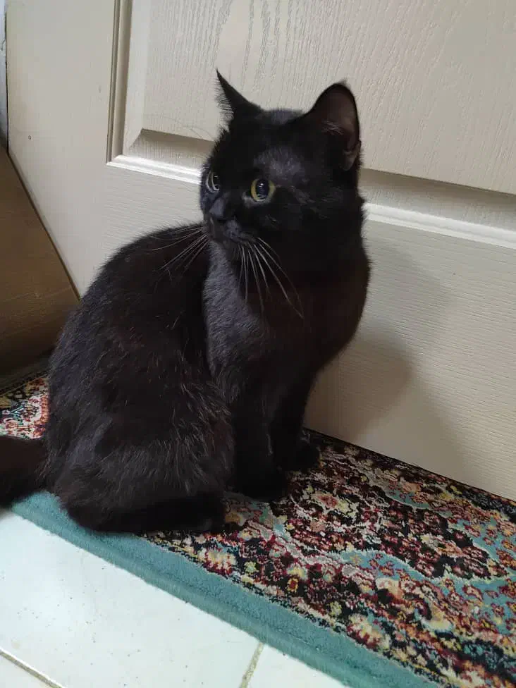 واگذاری بیریتیش نر|گربه|رشت, بوسار|دیوار