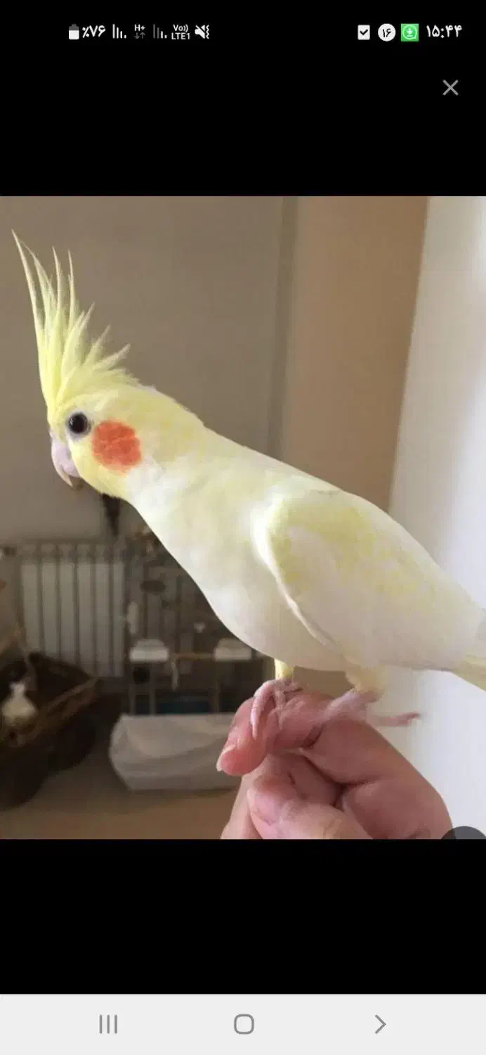 سگ شما را قبول میکنم|حیوانات|یاسوج, |دیوار