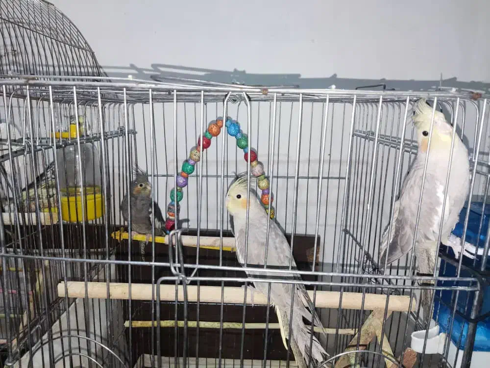 یه جفت عروس هلندی با چهار جوجه ۵ شش ماهه|پرنده|پیشوا, |دیوار