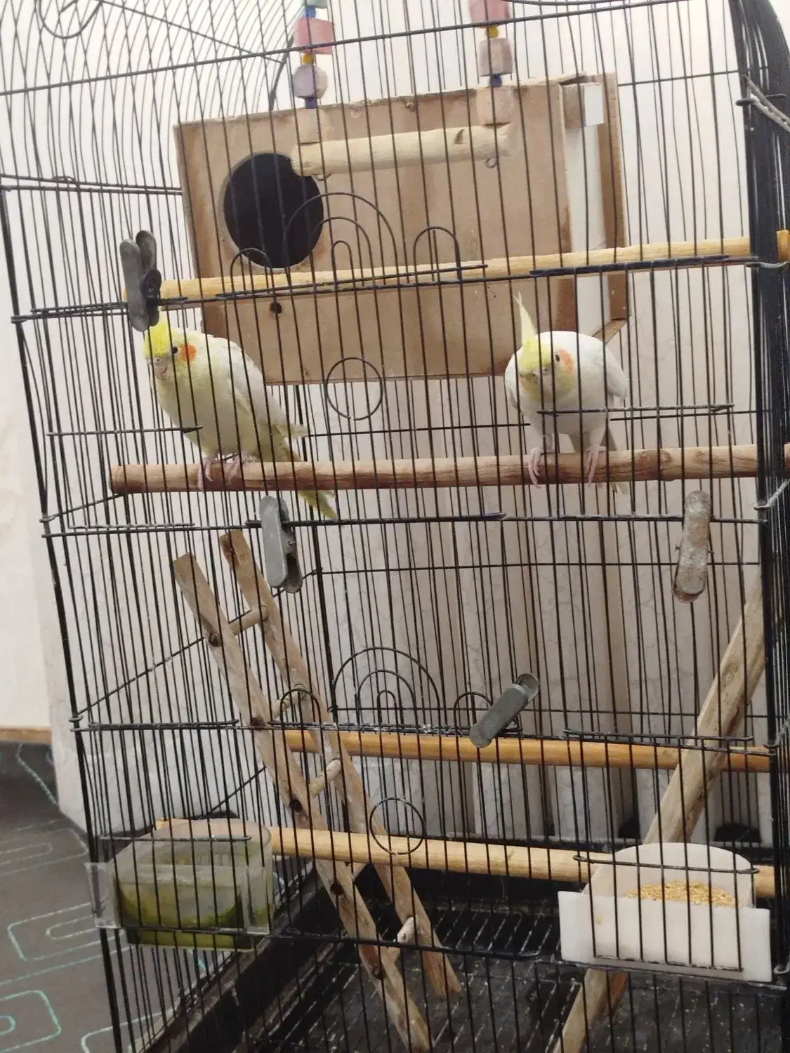 یک جفت لوتینو|پرنده|گلستان (تهران), |دیوار