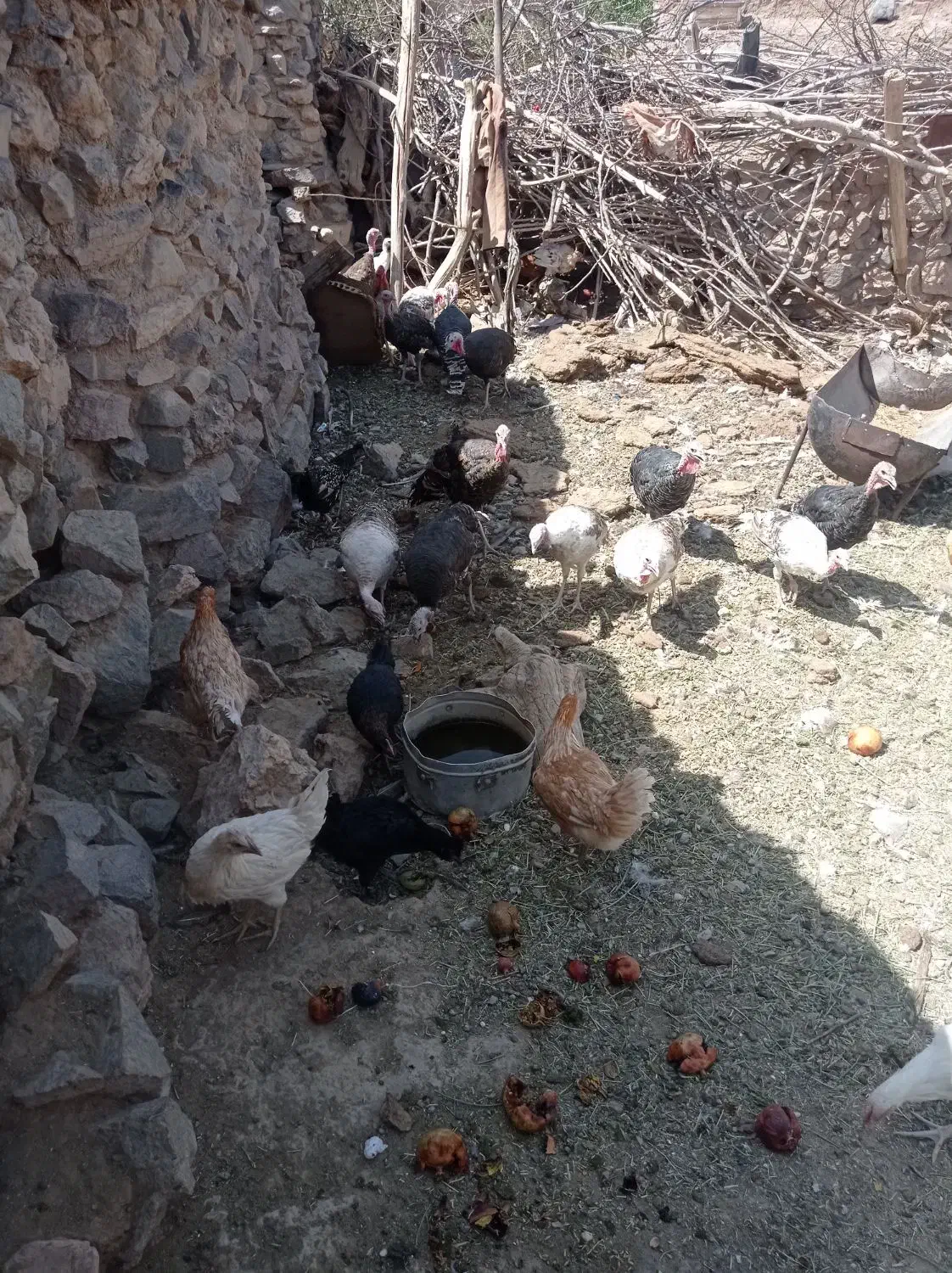 فروش تعدادی بوقلمون و مرغ|حیوانات مزرعه|کرمان, |دیوار