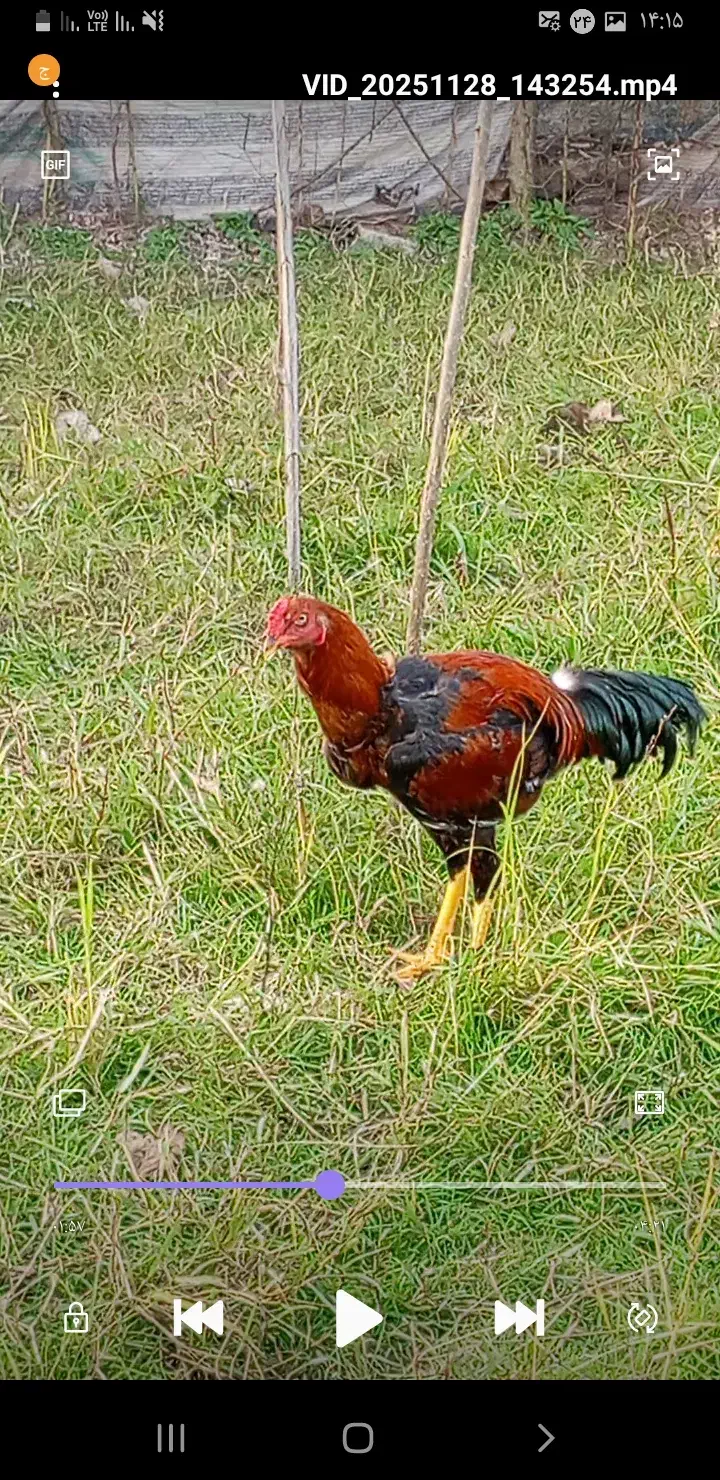 خروس لاری|حیوانات مزرعه|سنگر, |دیوار