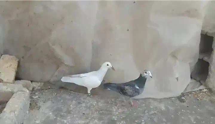 کفتر|پرنده|صدرا-فارس, فاز ۱|دیوار