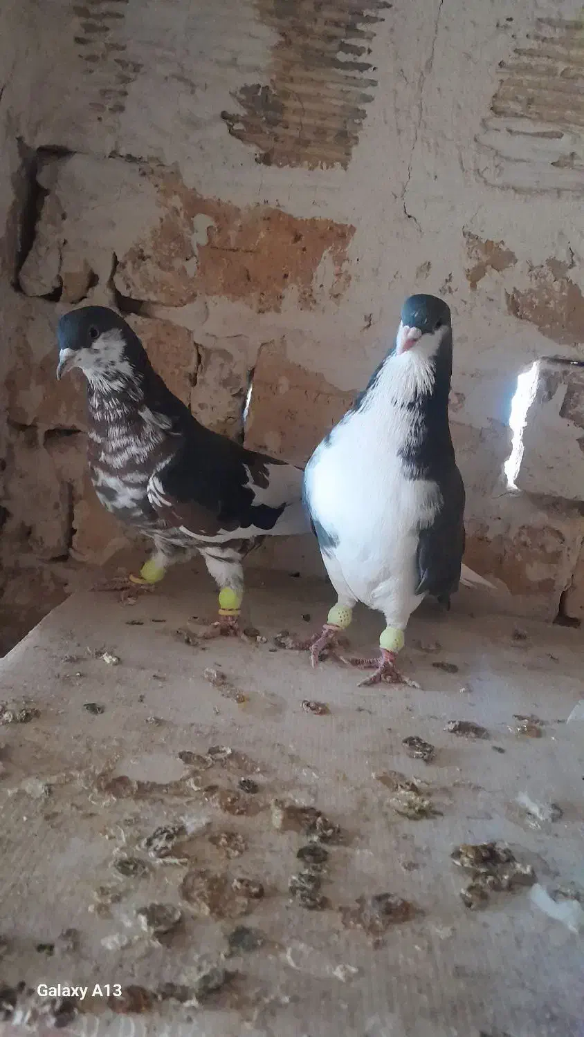 کبوتر شیرازی|پرنده|شاهین‌شهر, شهرک گلدیس|دیوار