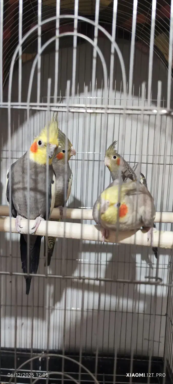 عروس هلندی نر ماده سخنگو|پرنده|چغادک, |دیوار