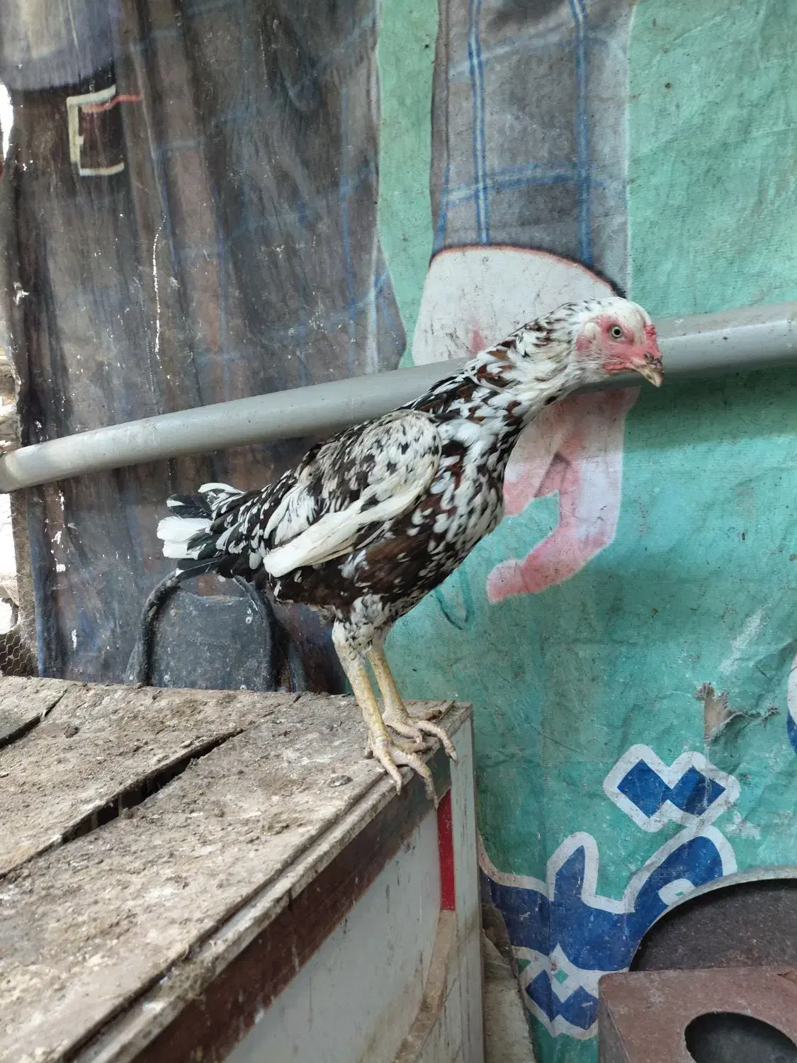 ۲عدد مرغ لاری چیل|حیوانات مزرعه|بابل, |دیوار