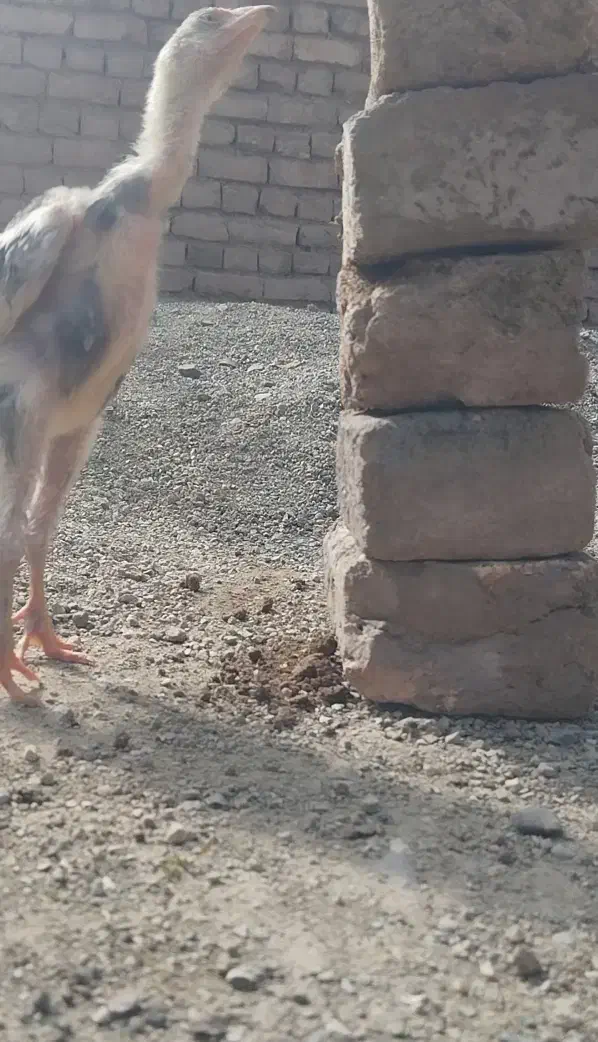 جوجه لاری|حیوانات مزرعه|کرج, اصفهانیها|دیوار