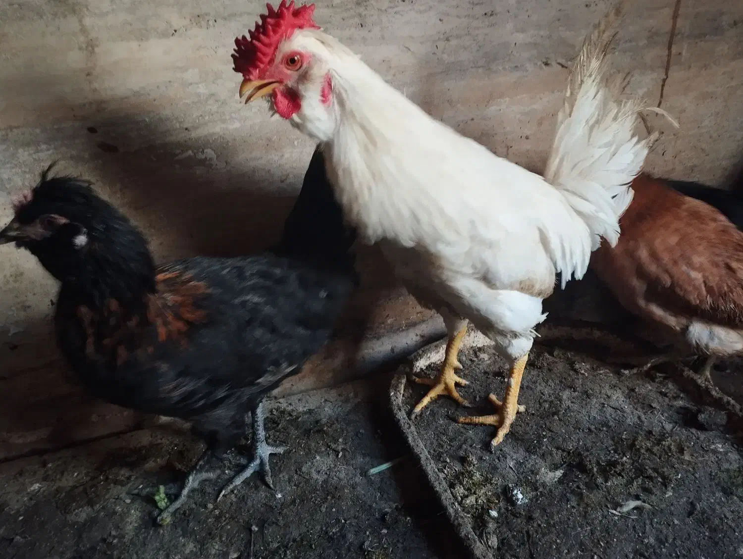 خروس|حیوانات مزرعه|اندیشه, اندیشه فاز ۴|دیوار