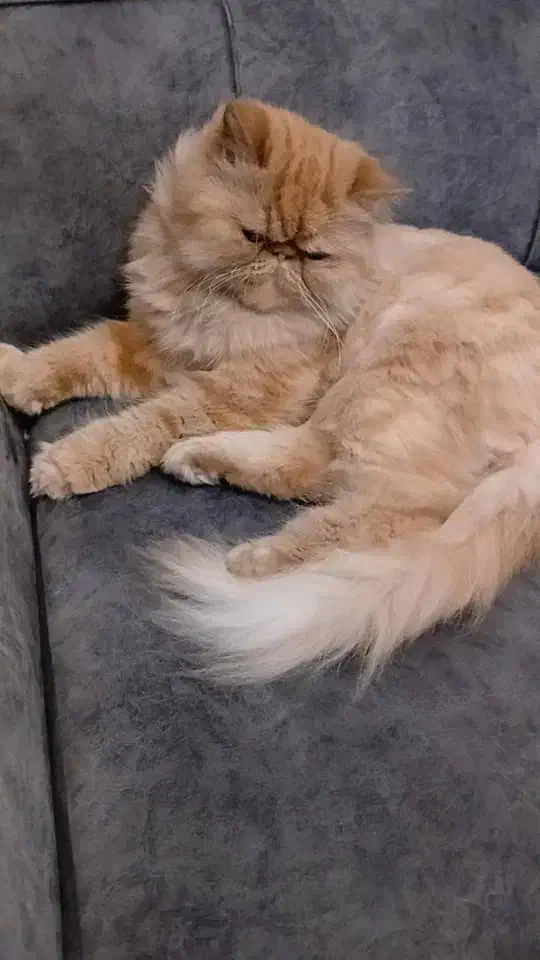 پرشین سوپر فلت گلد|گربه|رشت, کوی مهر|دیوار