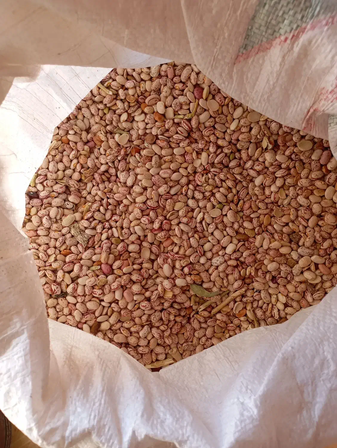 لوبیا چیتی محلی|خوردنی و آشامیدنی|کوهرنگ, |دیوار