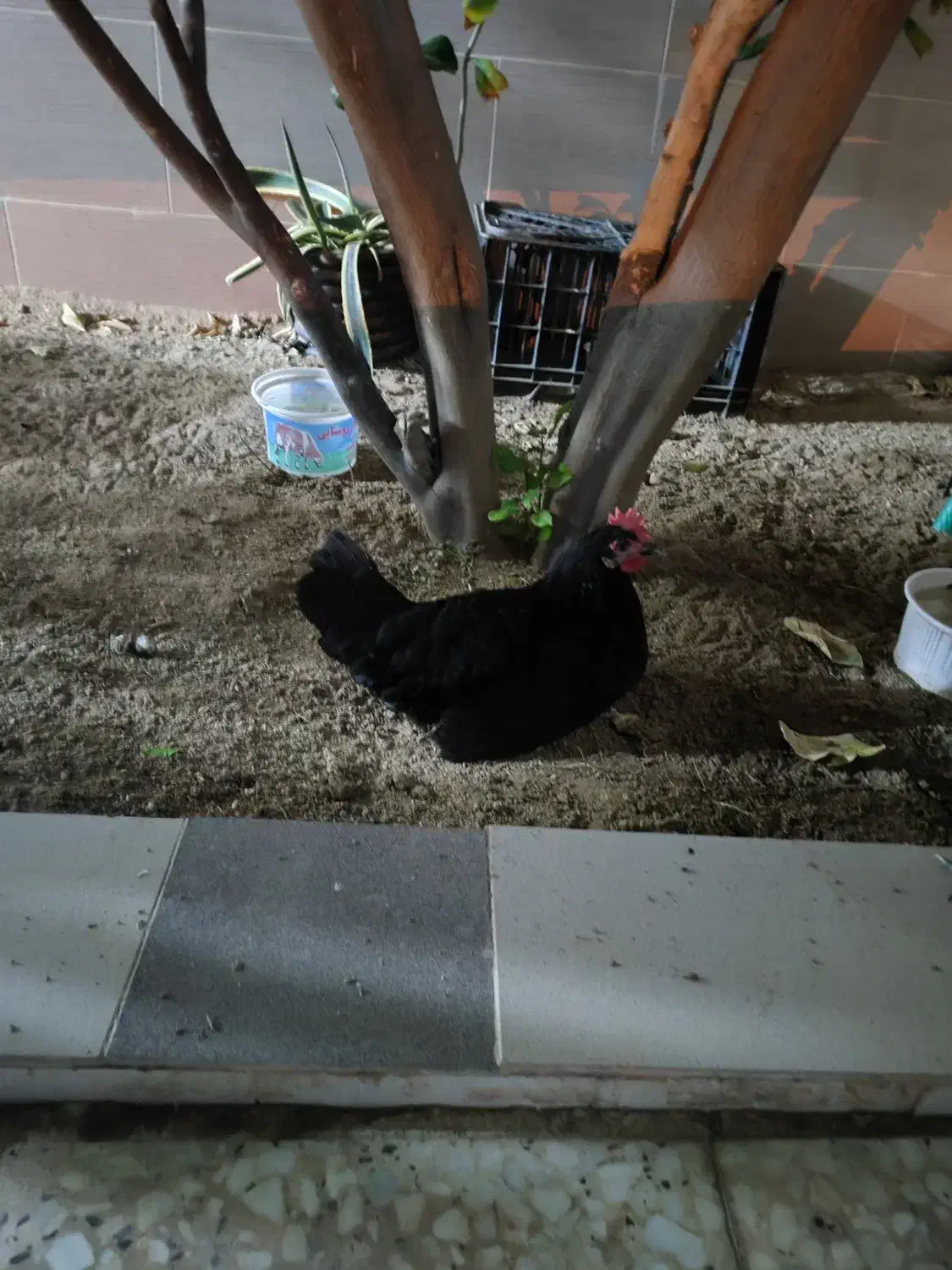 مرغ وخروس|حیوانات مزرعه|چغادک, |دیوار