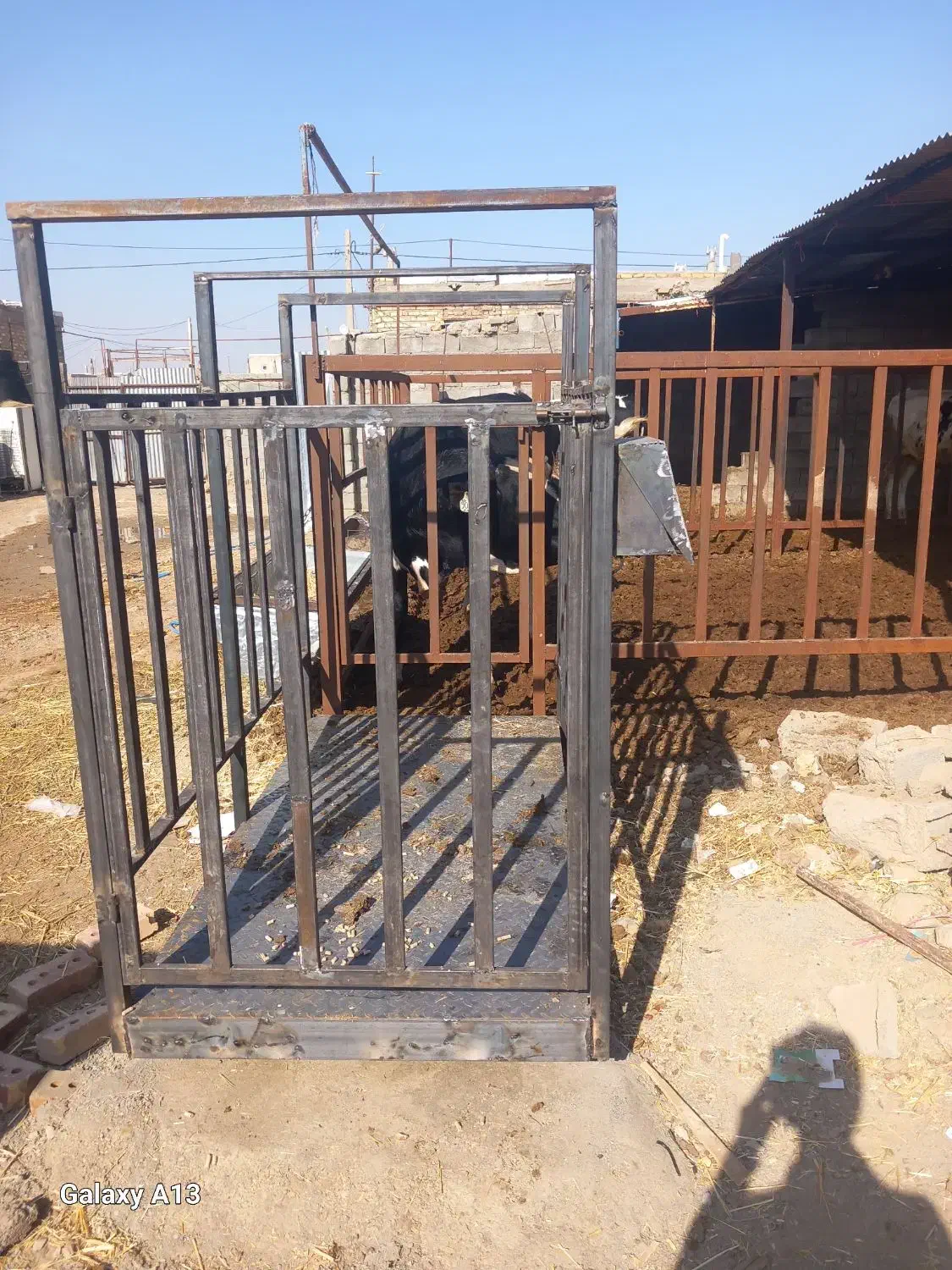 باسکول‌دامکش‌‌گاو‌گوساله‌|ابزارآلات|تربت جام, جلگه موسی آباد|دیوار