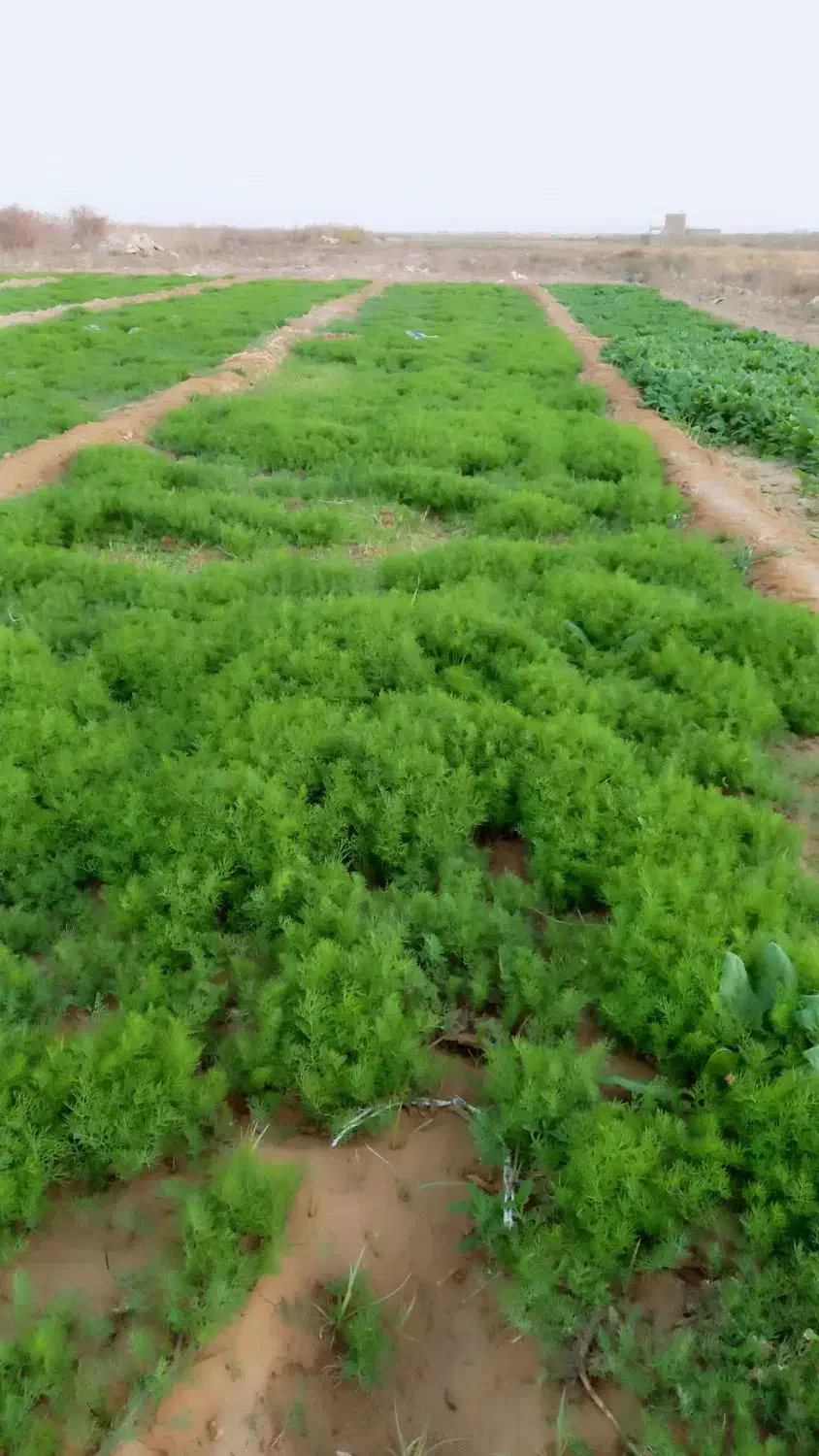 شوید و اسفناج|خوردنی و آشامیدنی|امیرآباد, |دیوار