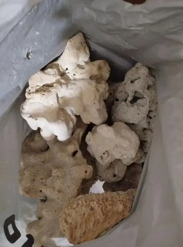 سنگ مرجان طبیعی|کلکسیون و سرگرمی|اسلامشهر, شهرک قائمیه|دیوار