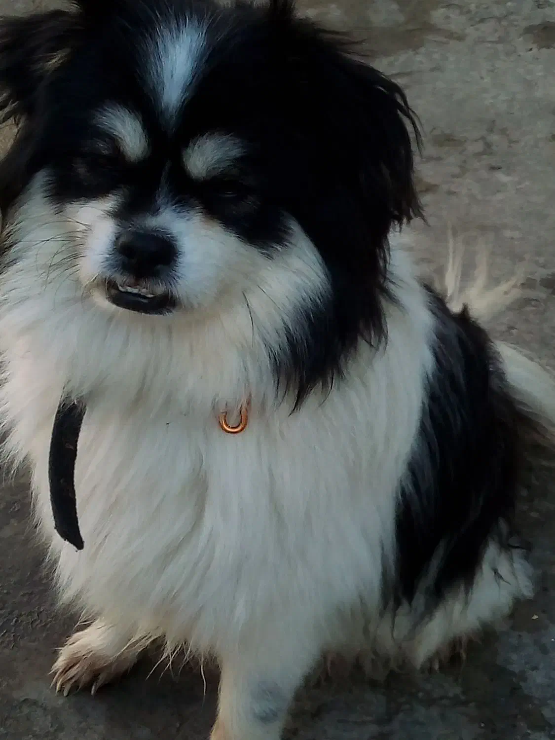 پا کوتاه فوقولاده زیبا و جوان تربیت شده|سگ|ساری, |دیوار