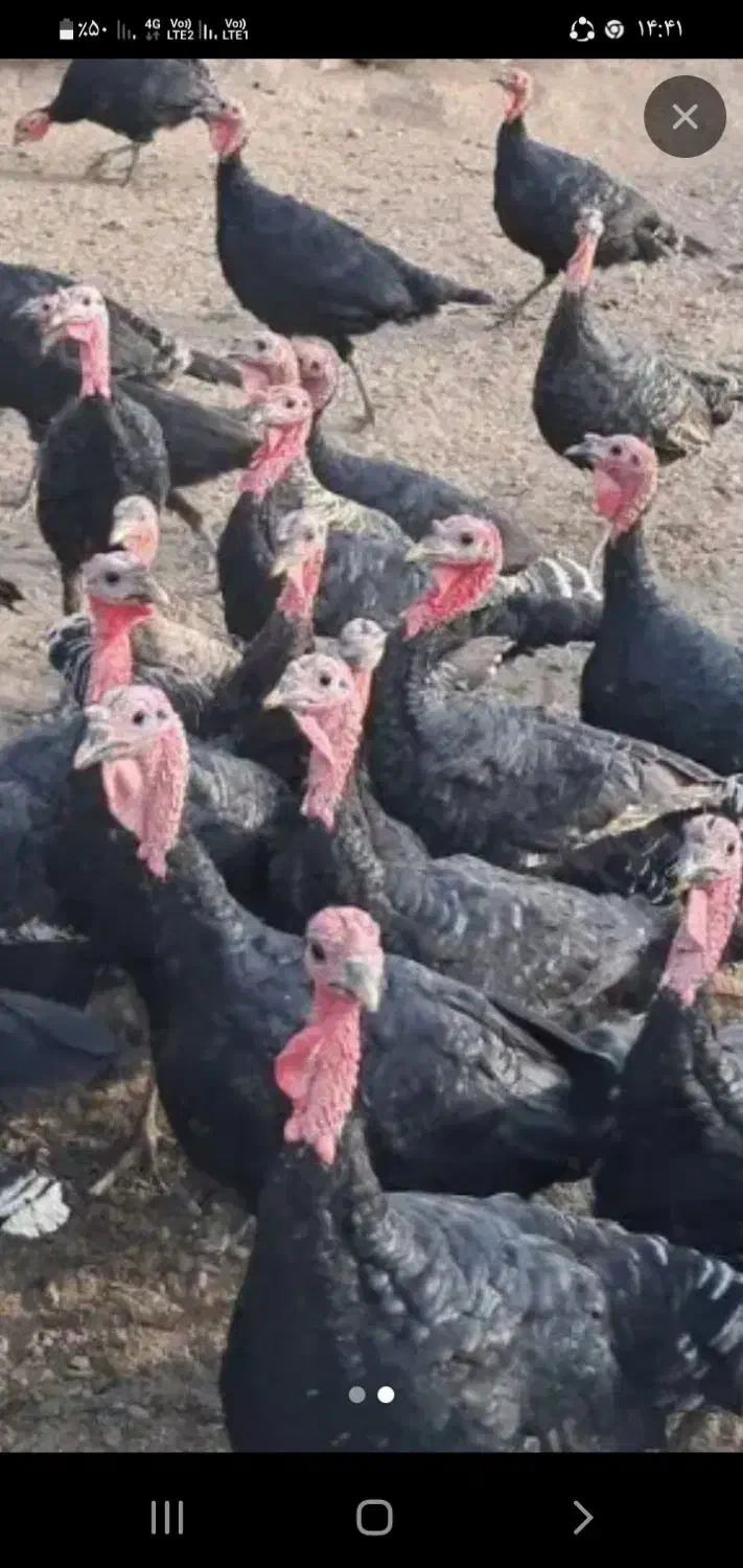 بوقلمون طبیعی|حیوانات مزرعه|مشگین شهر, |دیوار