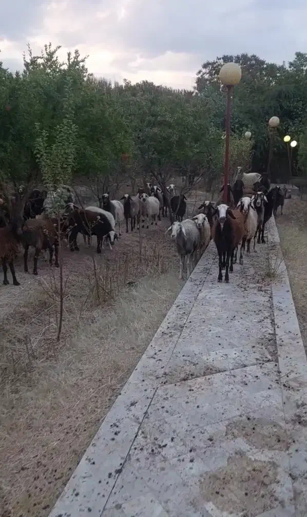 میش بره داشتی|حیوانات مزرعه|مهریز, |دیوار