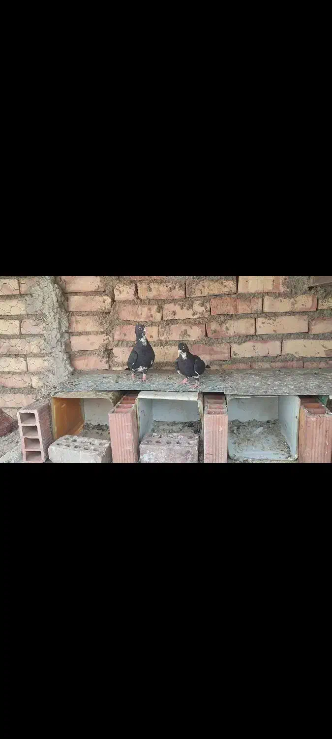 دوتا جونگ پلنگ|پرنده|زرند, |دیوار