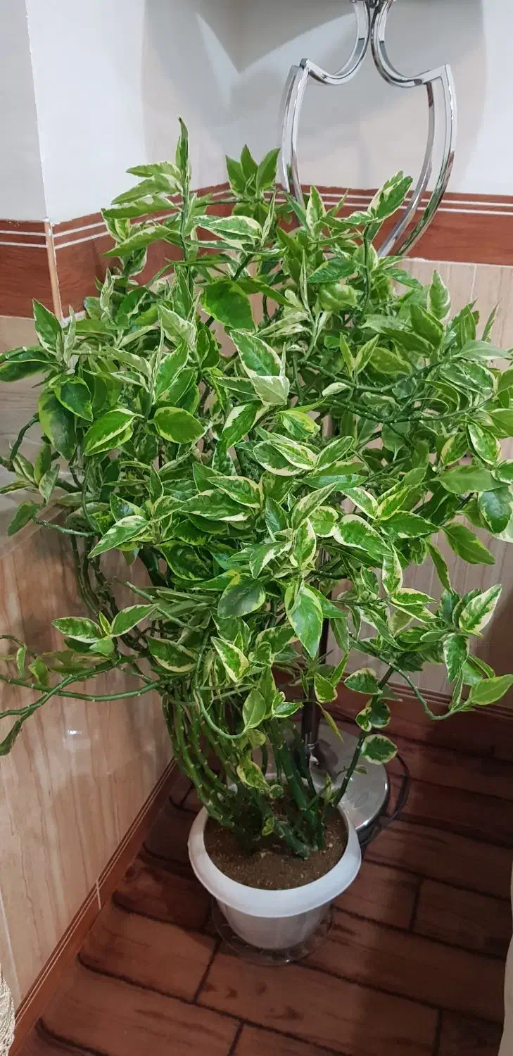 گل پدیلانتوس ابلق طبیعی|گل و گیاه طبیعی|بانه, |دیوار