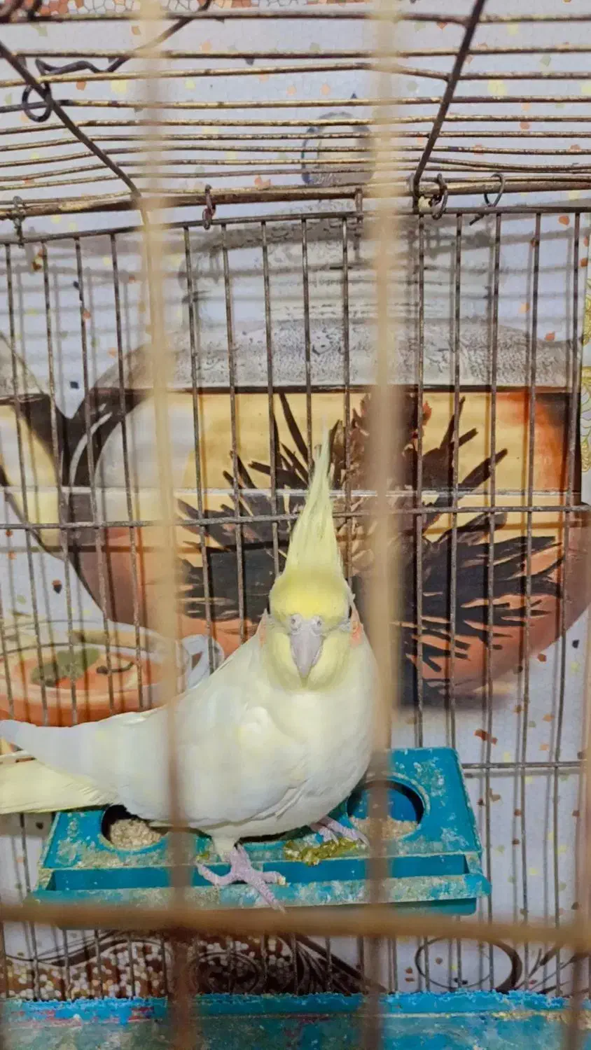 عروس هلندی|پرنده|مزرعه کتول, |دیوار