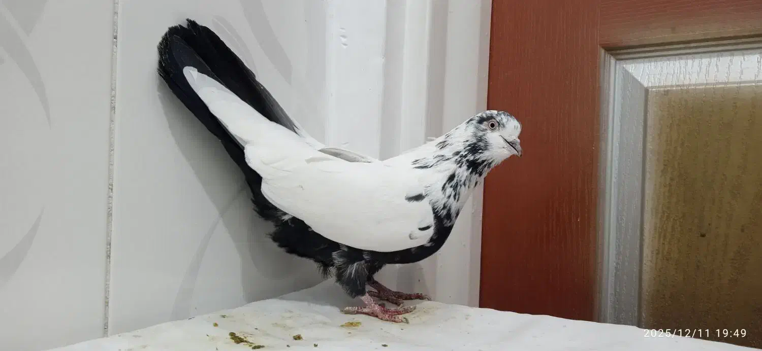 9 عدد کبوتر پرشی تیپ گرد بضمانت|پرنده|سنندج, |دیوار