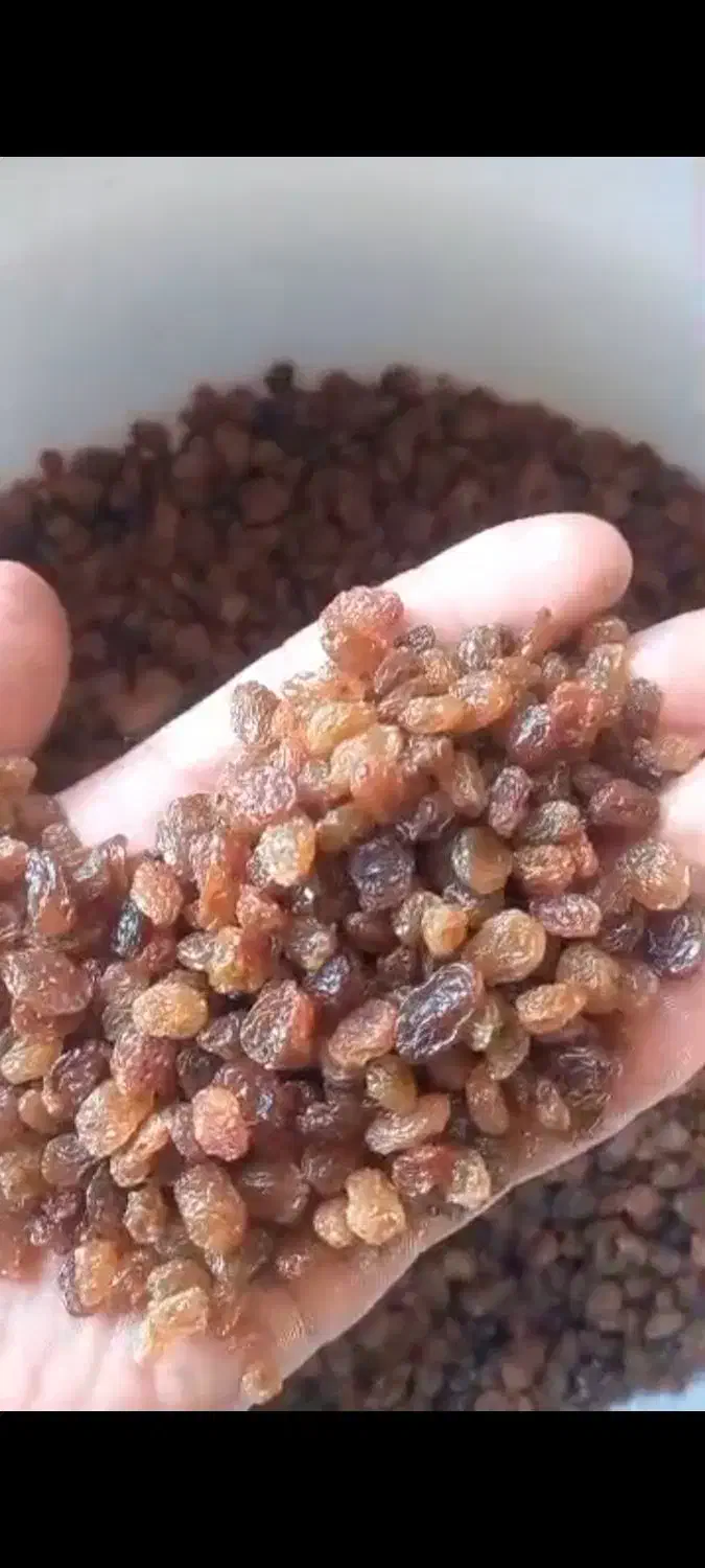 کشمش قیمت مناسب|خوردنی و آشامیدنی|اهواز, کیان اباد|دیوار