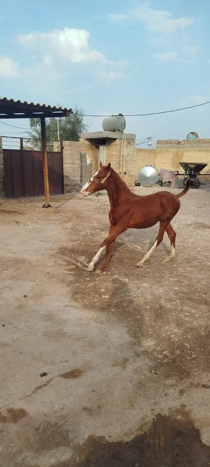 نریان|اسب و تجهیزات اسب‌سواری|شوشتر, |دیوار