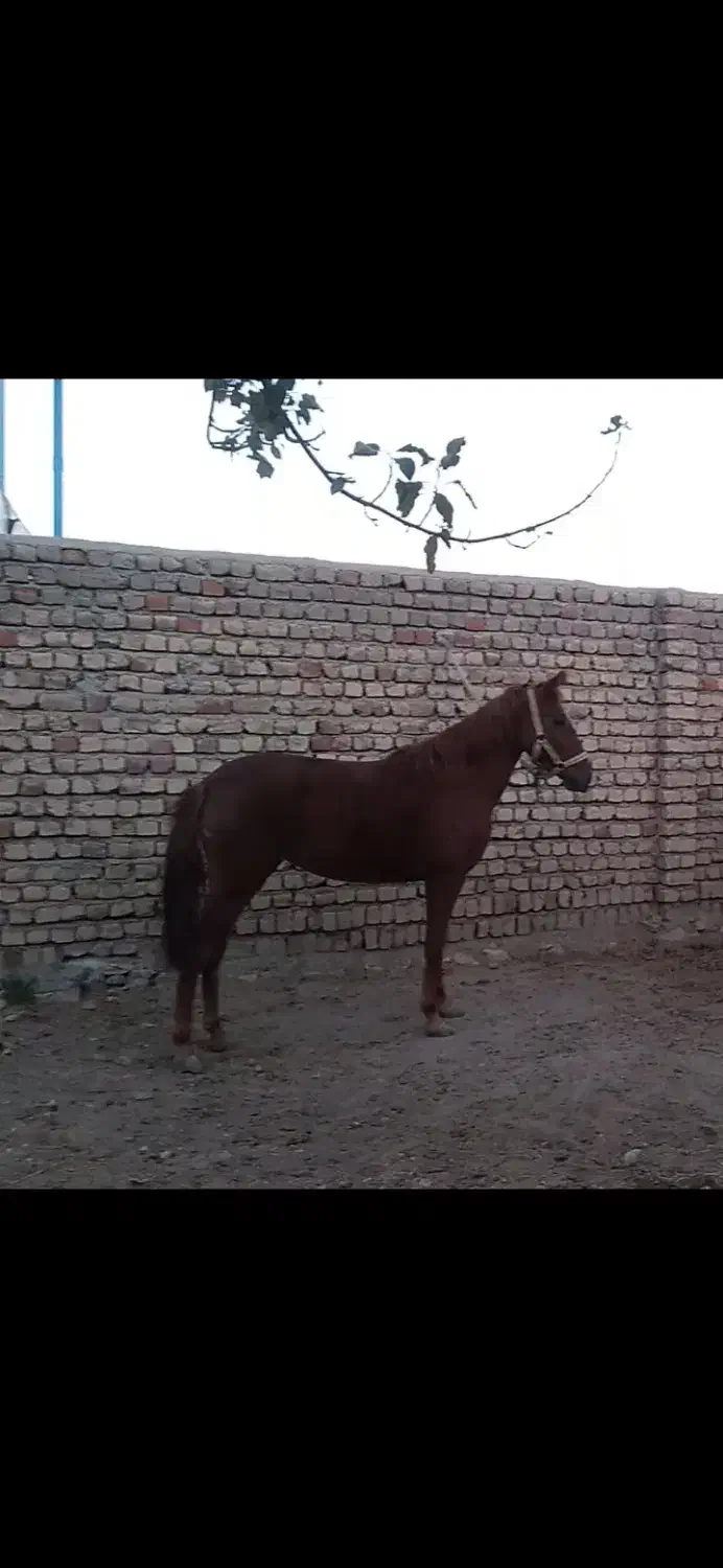 اسب|اسب و تجهیزات اسبسواری|کوهدشت, |دیوار