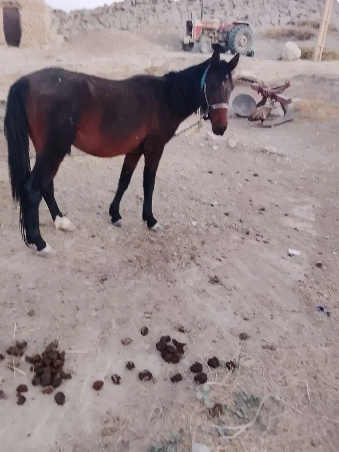 اسب|اسب و تجهیزات اسبسواری|بانش, |دیوار