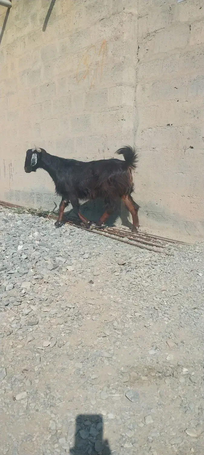 حیوانات مزرعه|حیوانات مزرعه|کهنوج, |دیوار