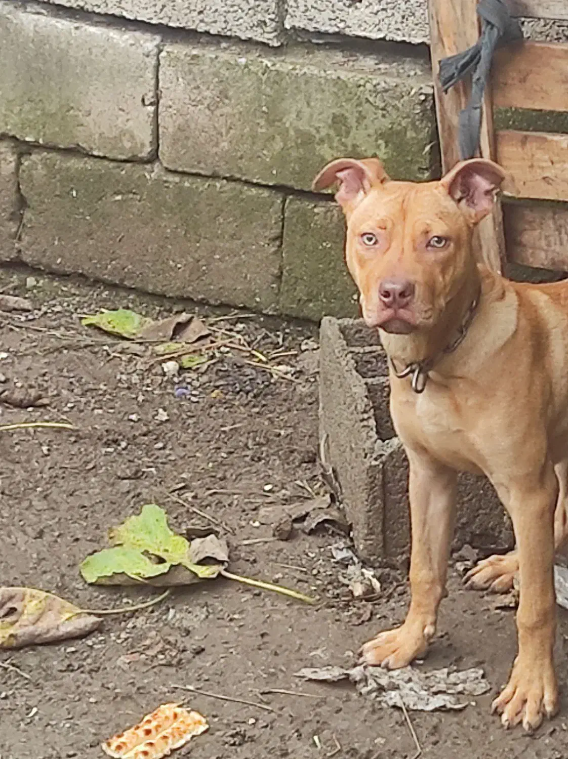 سگ پیت بول|سگ|رودسر, |دیوار