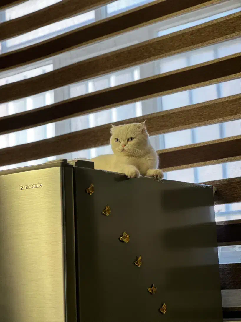 گربه اسکاتیش ماده|گربه|کرمان, |دیوار