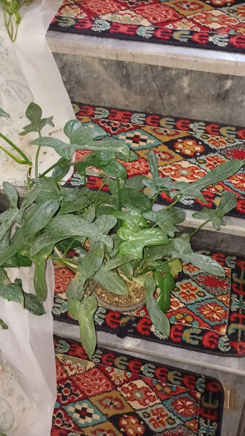 گیاه مقاوم و رونده پنجه کلاغی|گل و گیاه طبیعی|قم, چهل درخت‎|دیوار