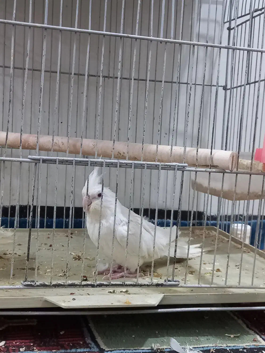 عروس هلندی|پرنده|دوگنبدان, |دیوار