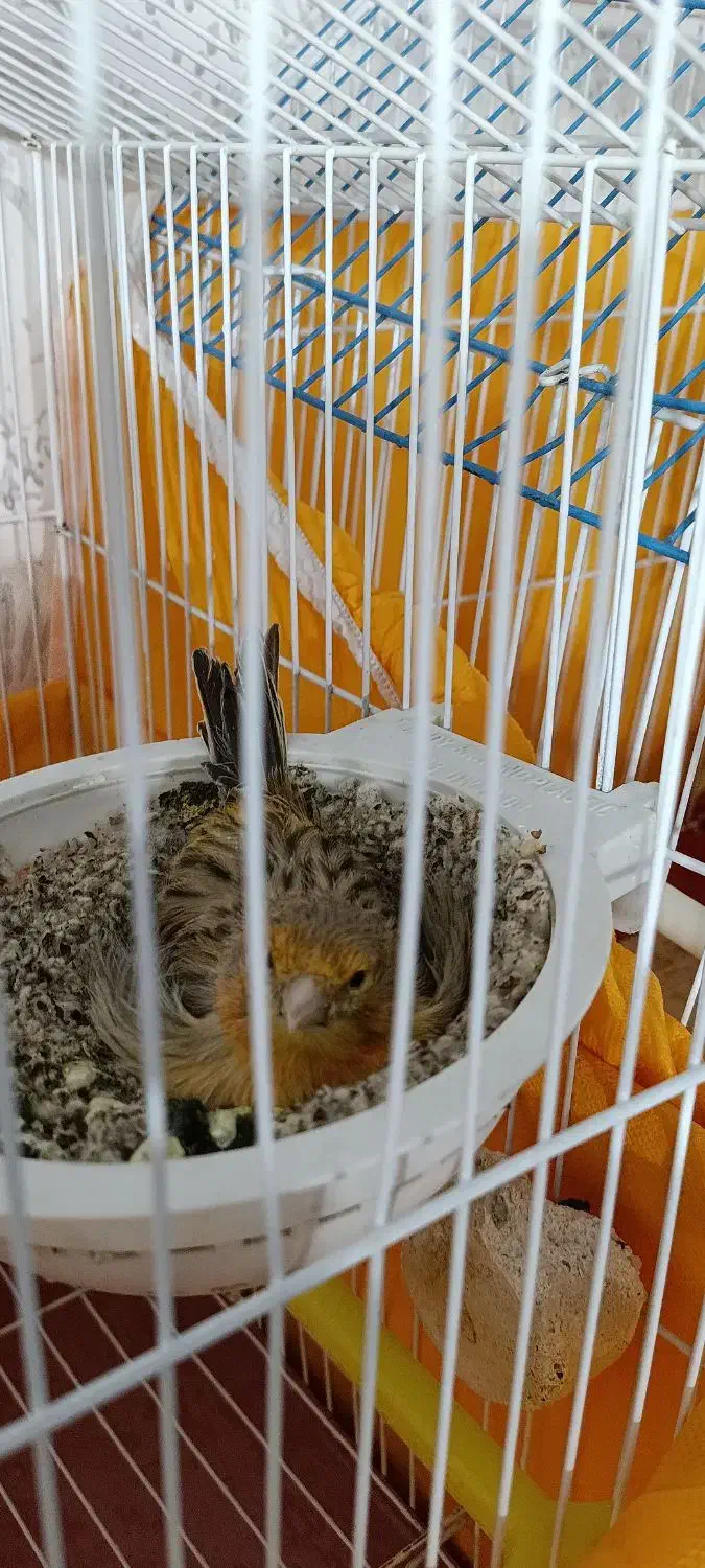 قناری|پرنده|سیرجان, |دیوار