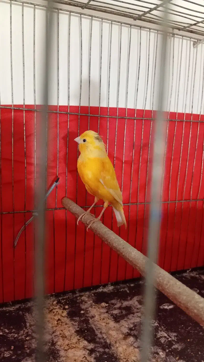 قناری نر جوان ۴ ماه|پرنده|ملایر, |دیوار