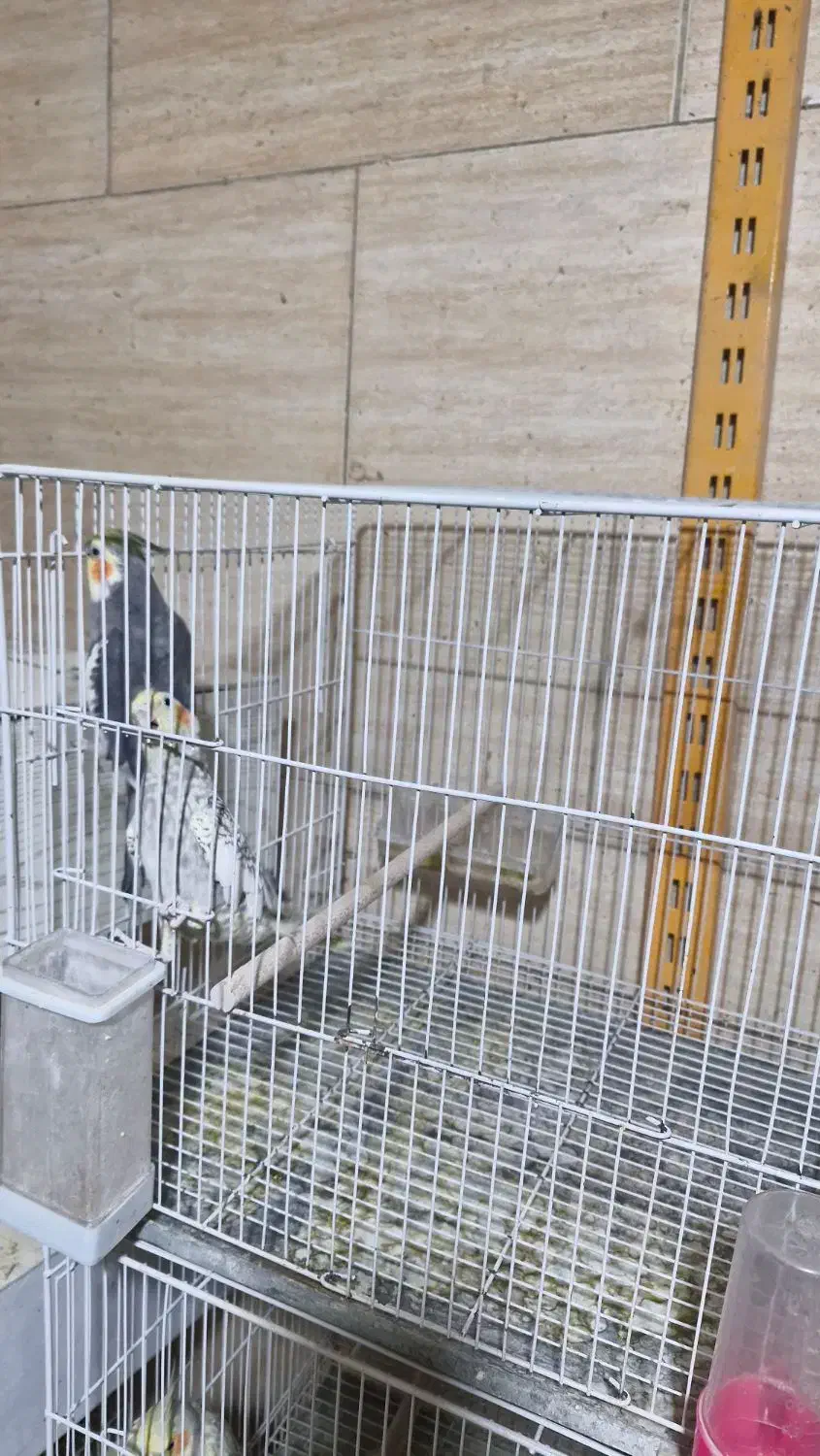 عروس هلندی مولد|پرنده|مشهد, موعود|دیوار