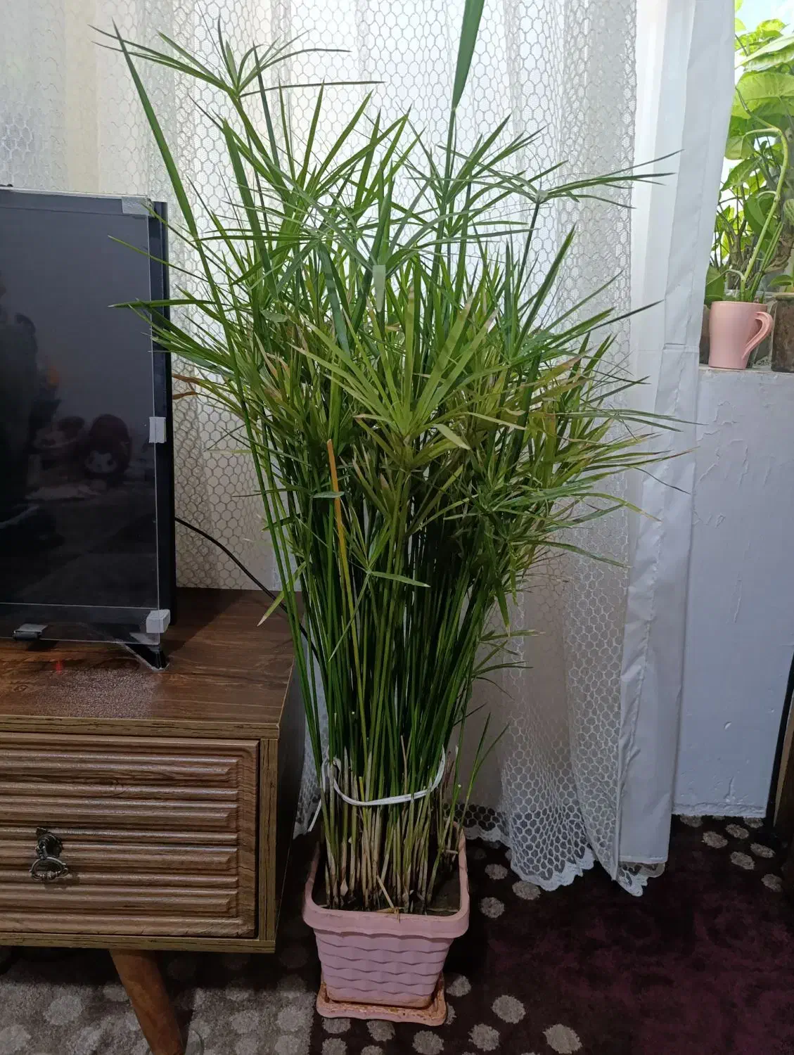 محصولات فروشگاهی دیاکو