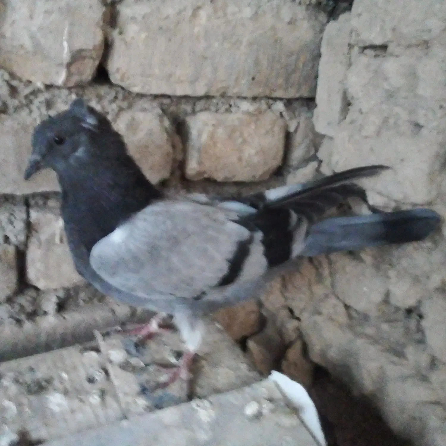 ملفق اصفهانی۳ عدد|پرنده|فلاورجان, |دیوار