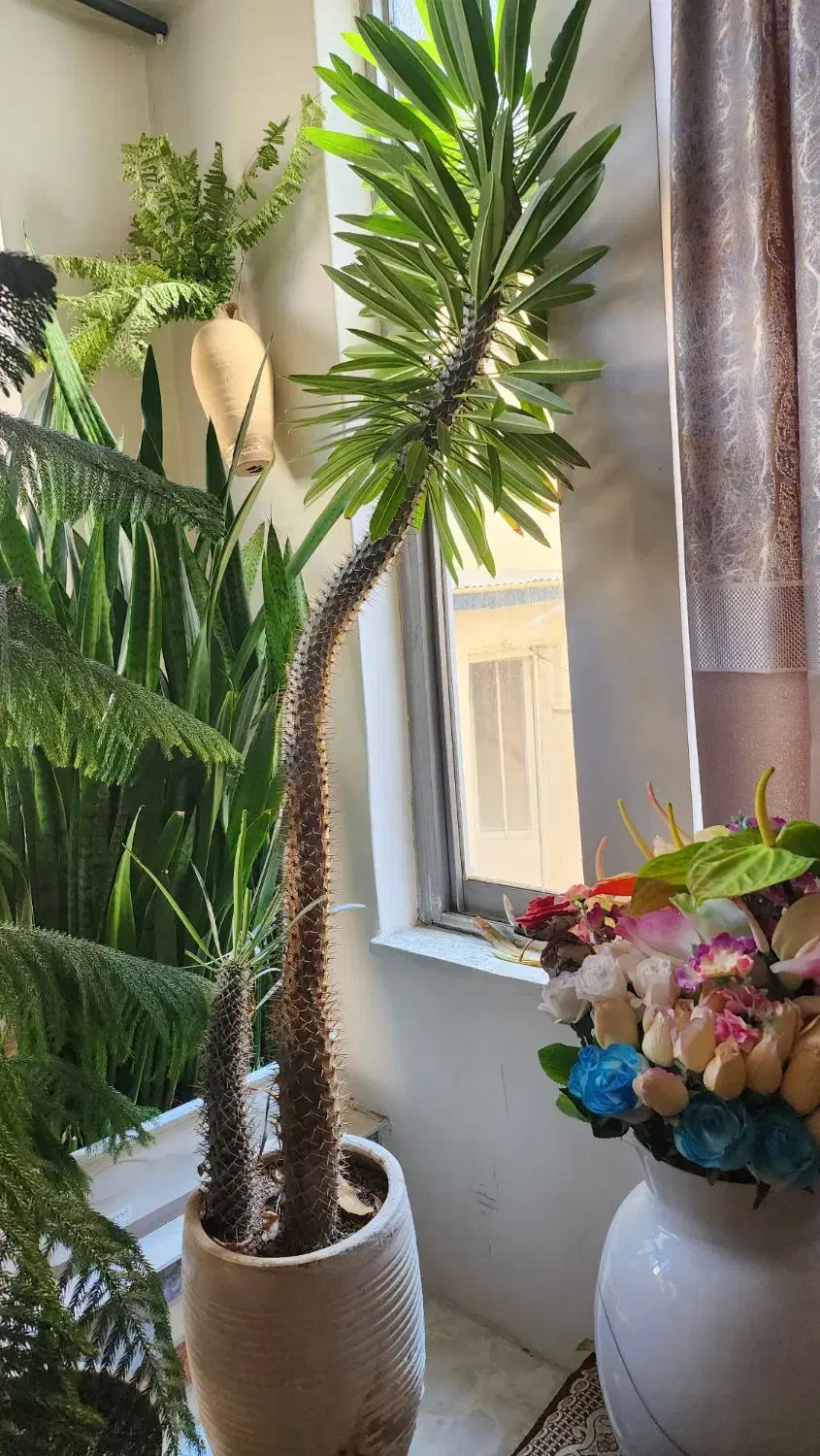 گل های زیبا و بزرگ و مناسب|گل و گیاه طبیعی|رودهن, |دیوار