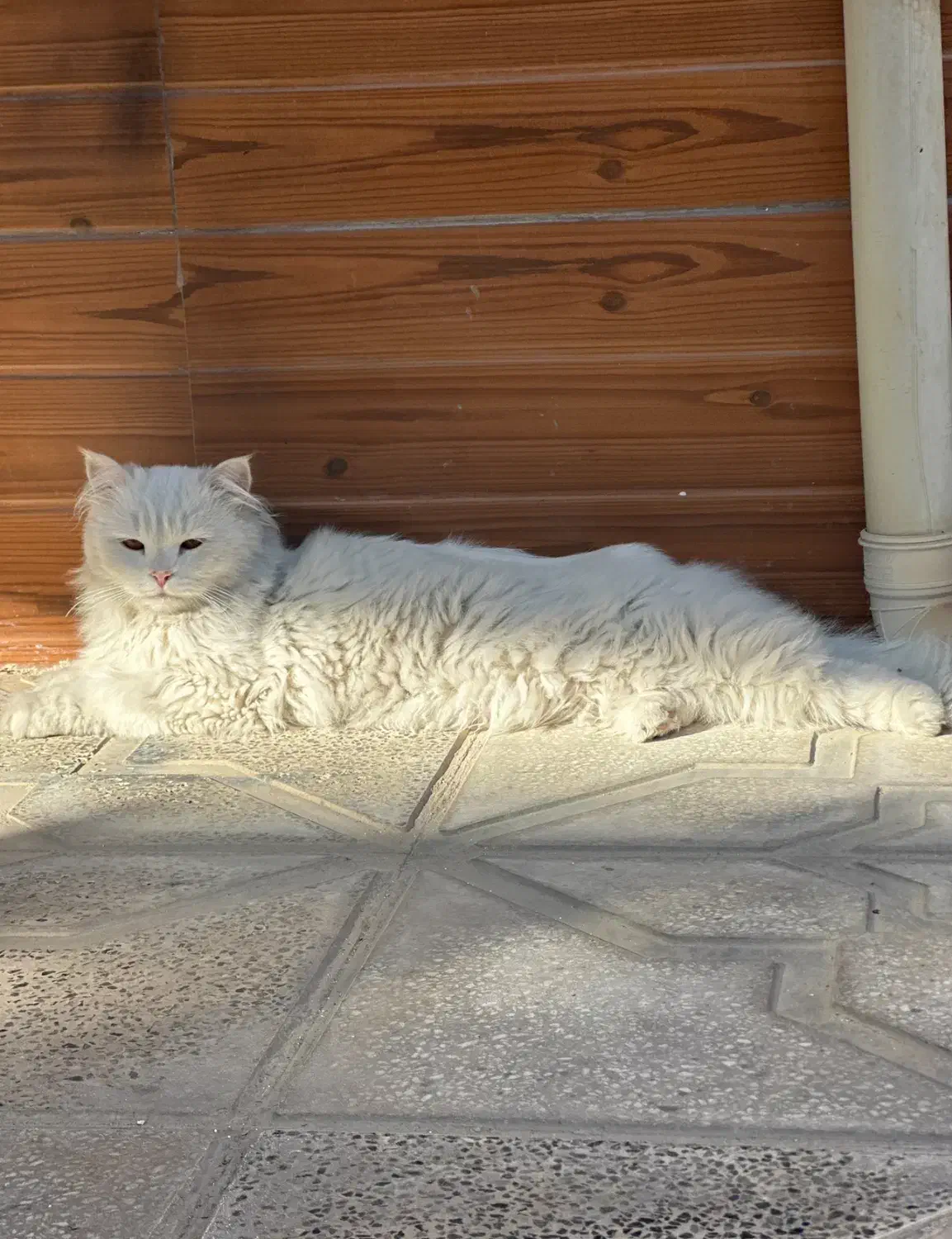 گربه گم شده|حیوانات|بجنورد, |دیوار