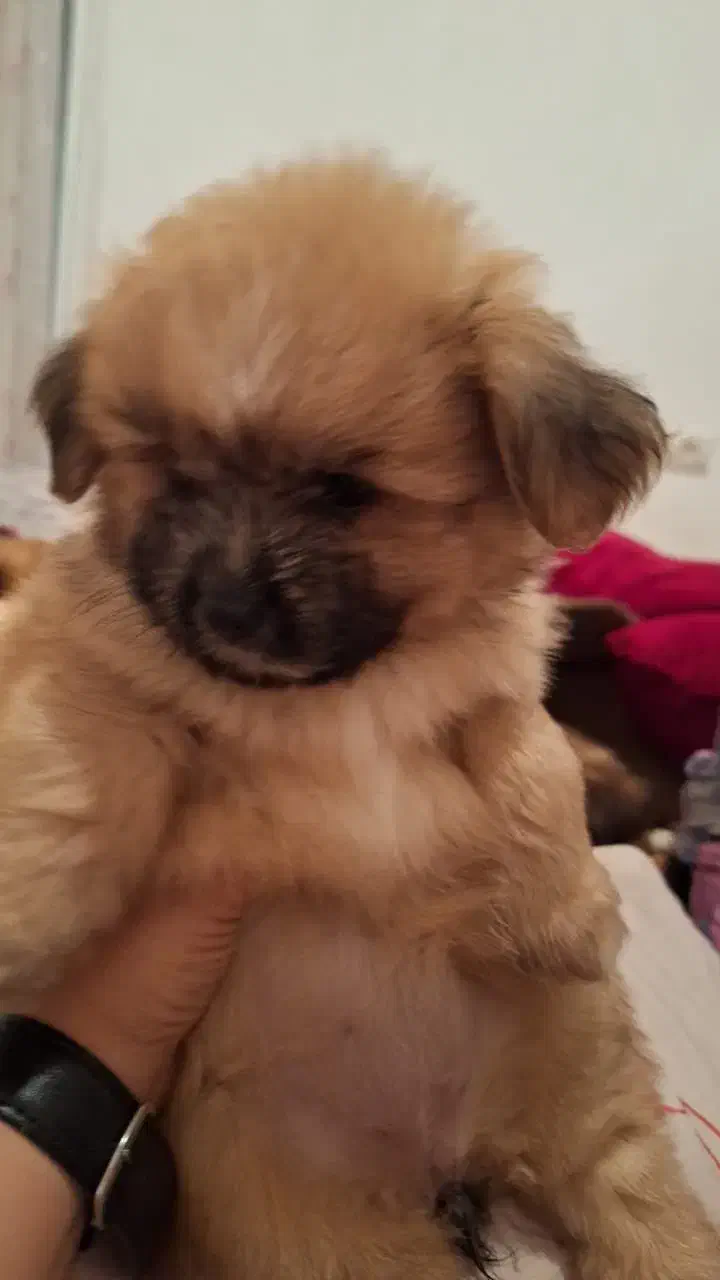 فروش سگ|سگ|تنکابن, |دیوار