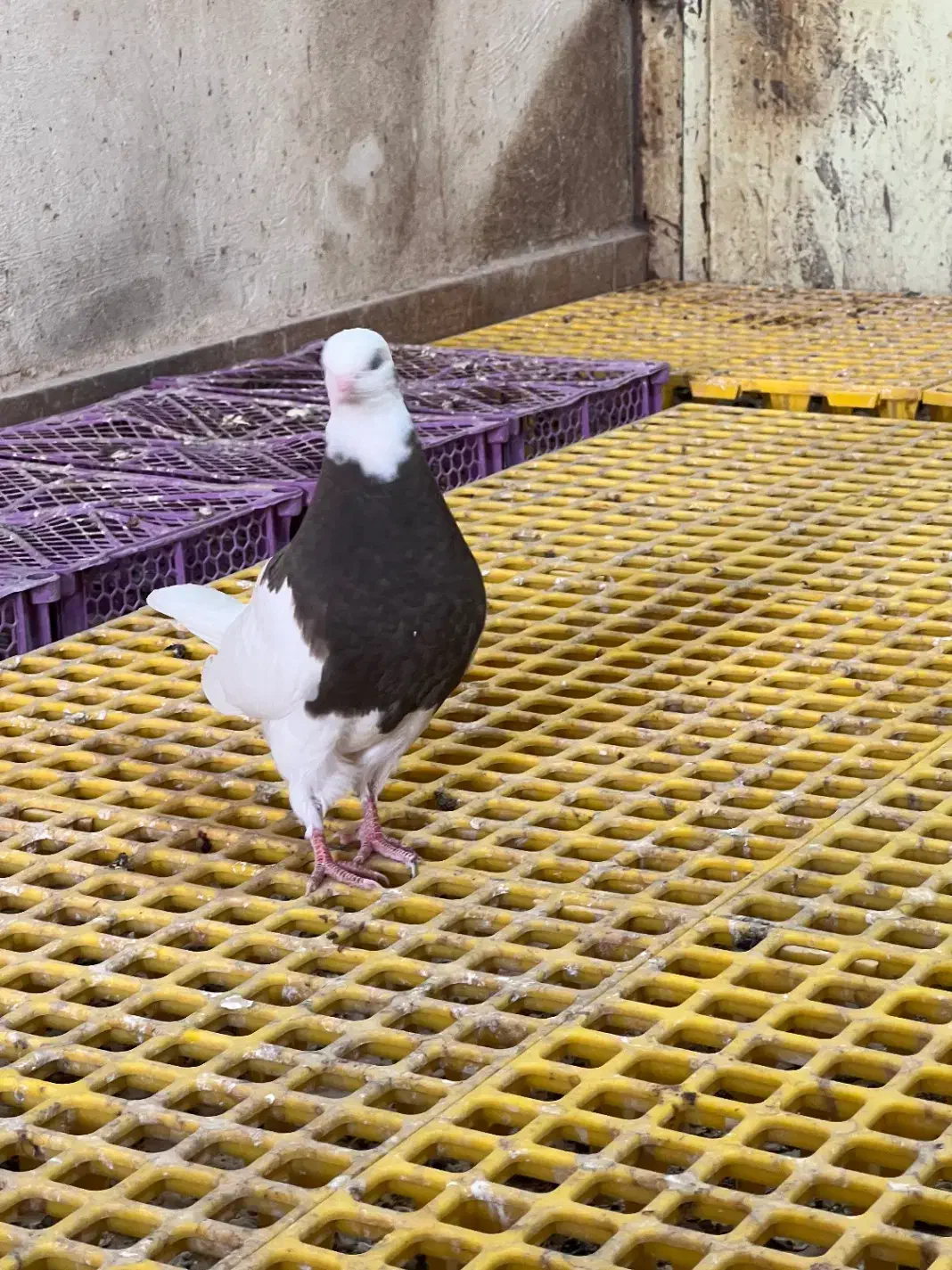 چند عدد کبوتر طوقی جوجه و بزرگ|پرنده|خورموج, |دیوار