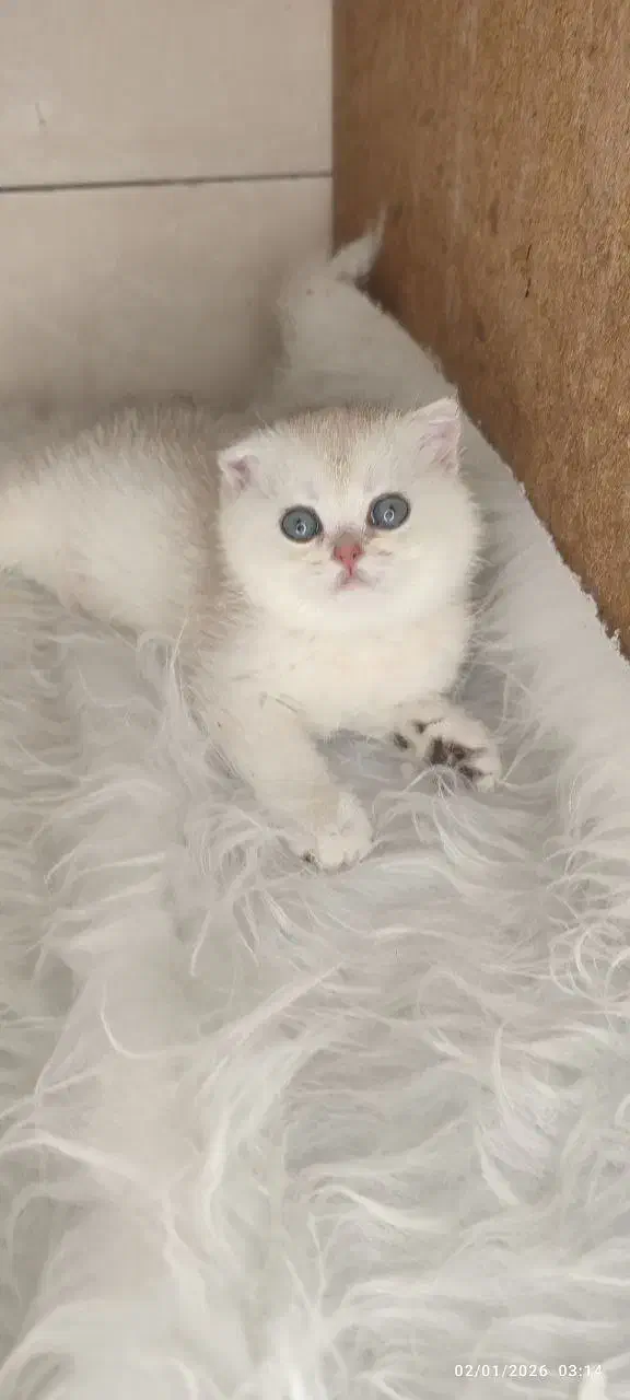 اسکاتیش ماده چشم ابی|گربه|اصفهان, هزارجریب|دیوار