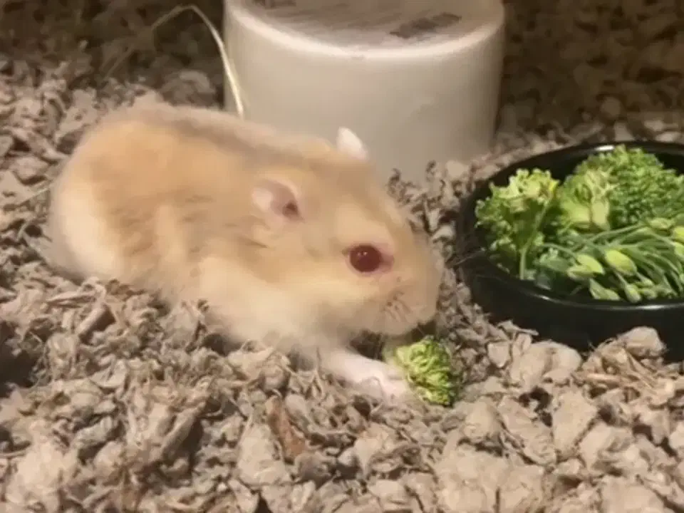 یدونه همستر کوچولو|موش و خرگوش|محمدشهر, ولدآباد|دیوار