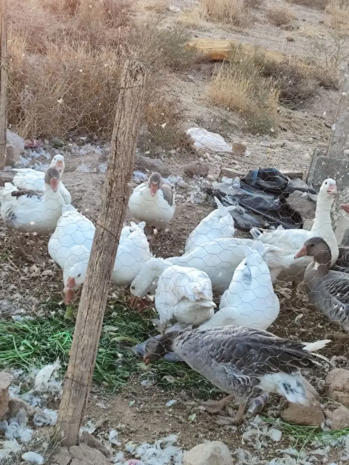 غاز جوان محلی|حیوانات مزرعه|شیراز, دودمان|دیوار