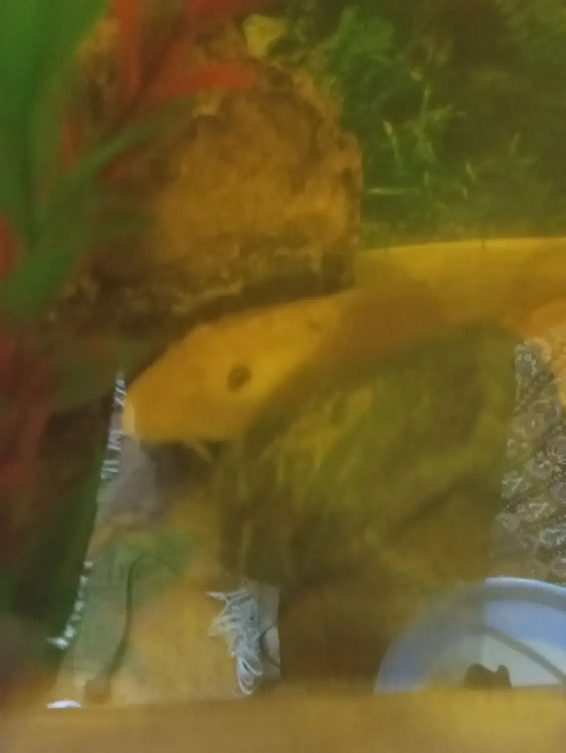 لجن خوار|ماهی|زابل, |دیوار