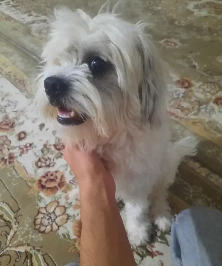 تدی|حیوانات|ایلام, |دیوار