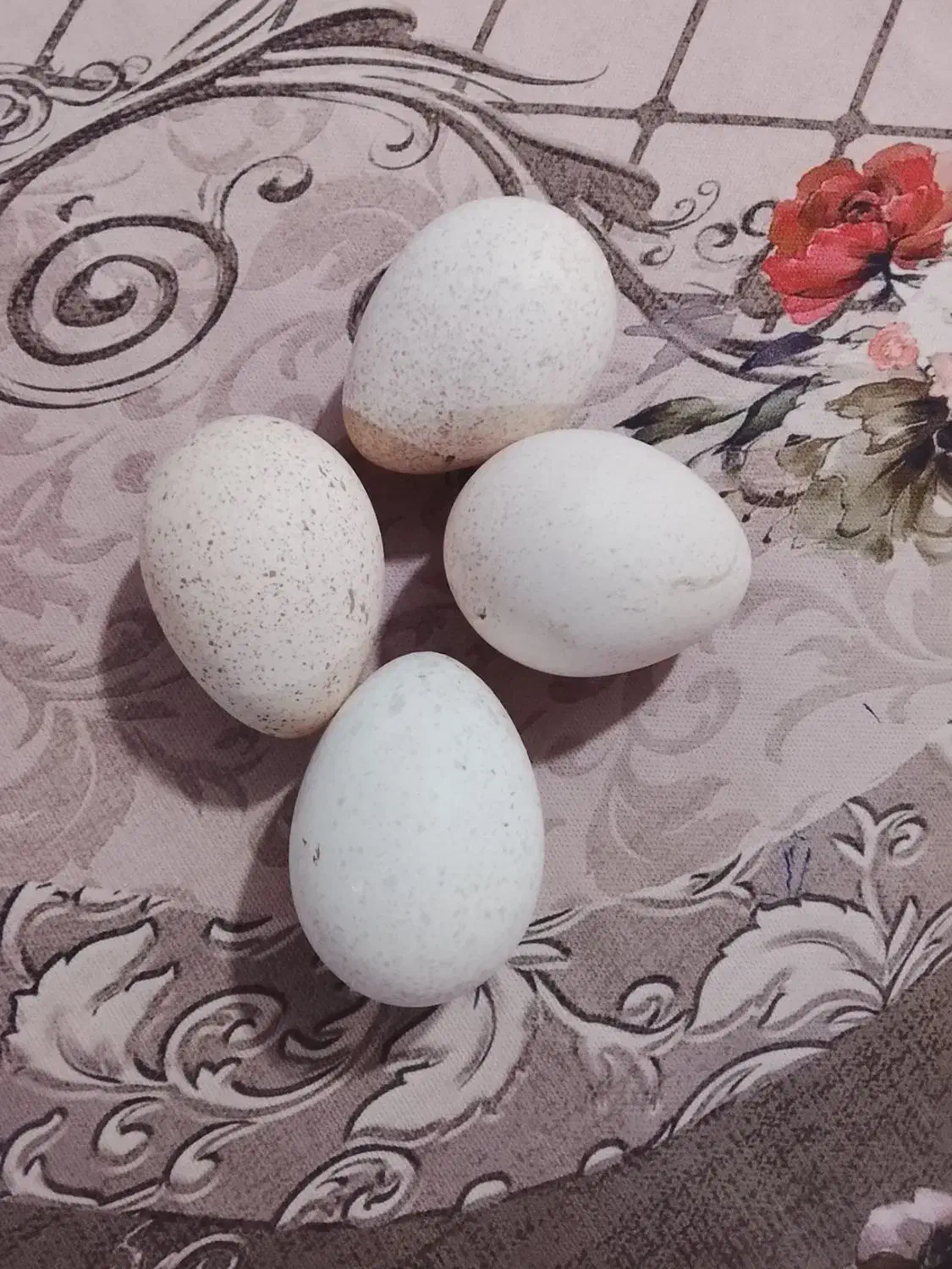 تخم بوقلمون|حیوانات مزرعه|شیروان (لرستان), |دیوار