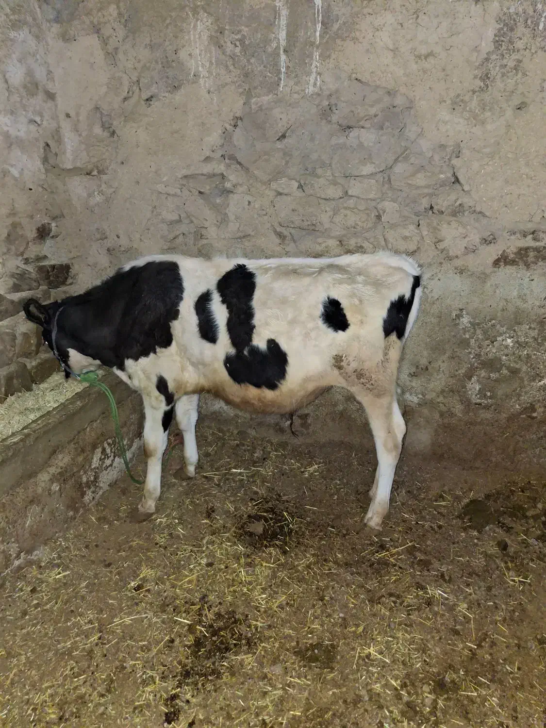 گوساله نر|حیوانات مزرعه|دهگلان, |دیوار